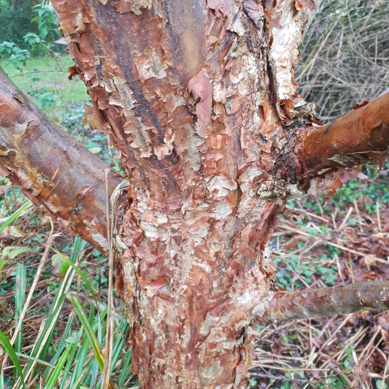 Écorce d'Acer Griseum