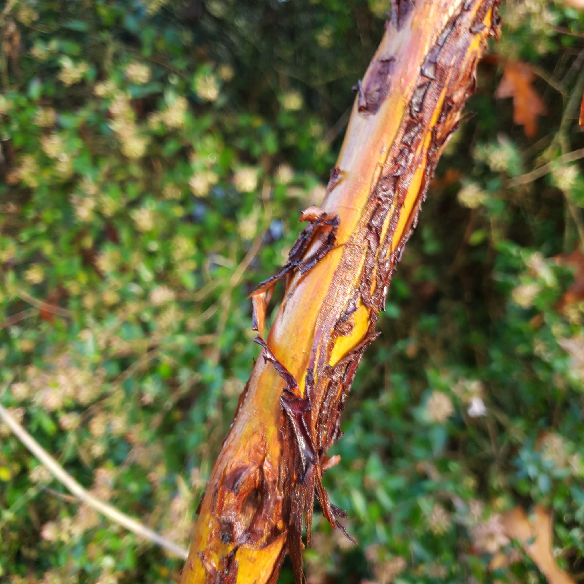 Écorce d'Arbutus Marina