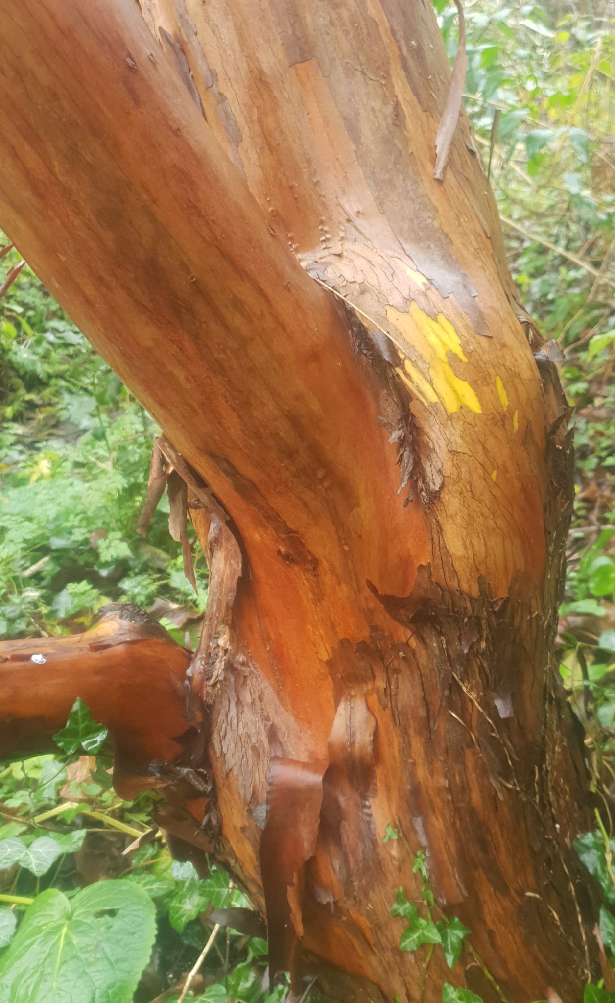 Écorce d'Arbutus x Andrachnoides