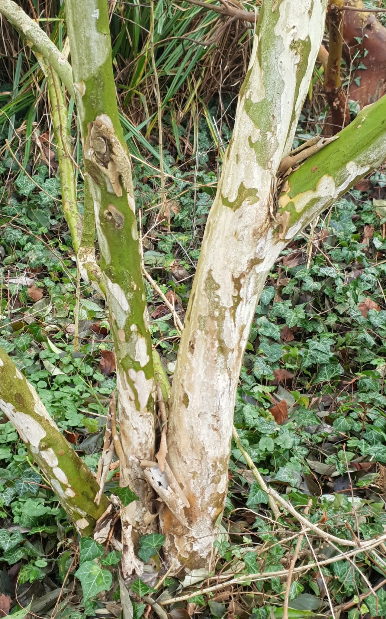 Écorce de Cornus Wilsoniana