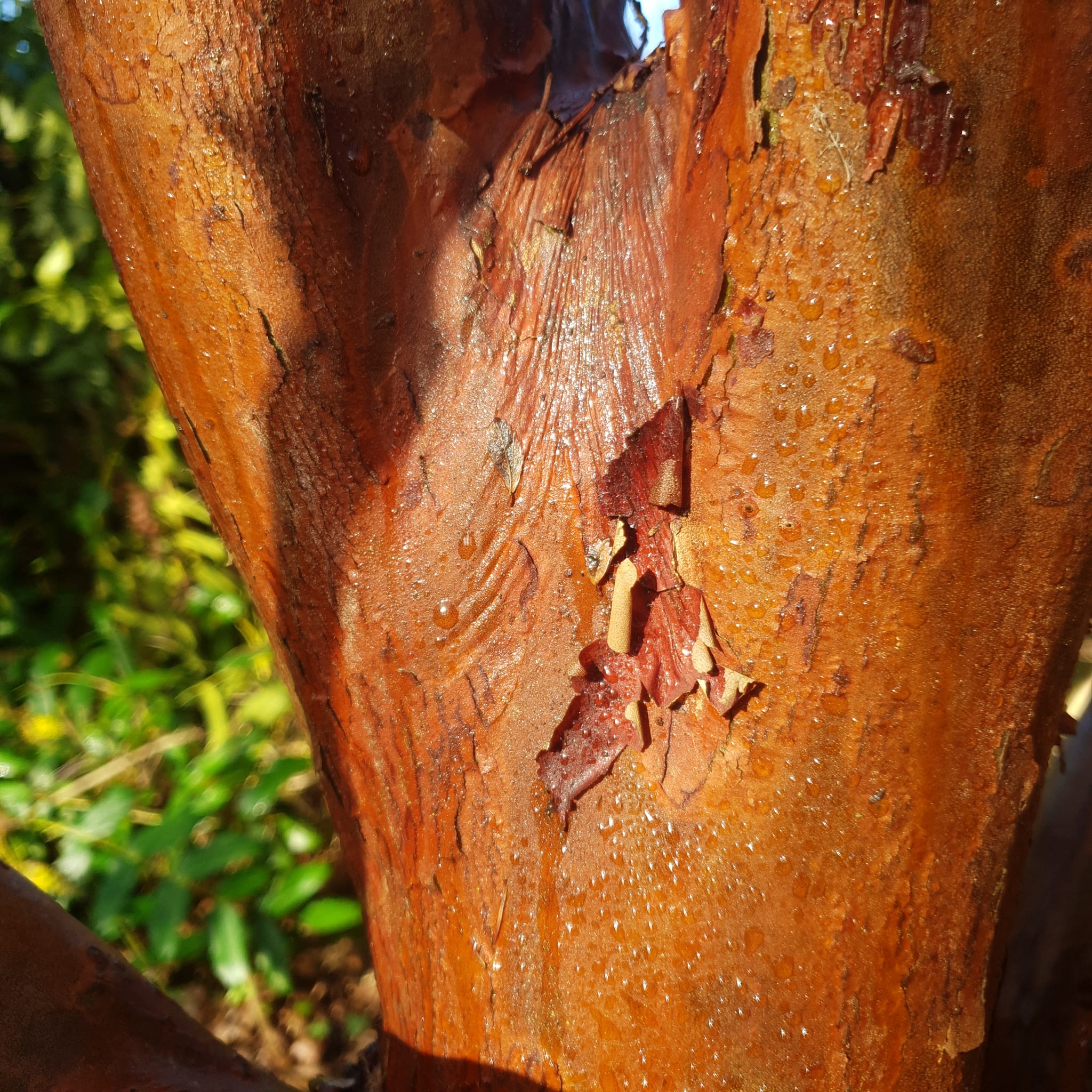 Écorce de Stewartia Sinensis