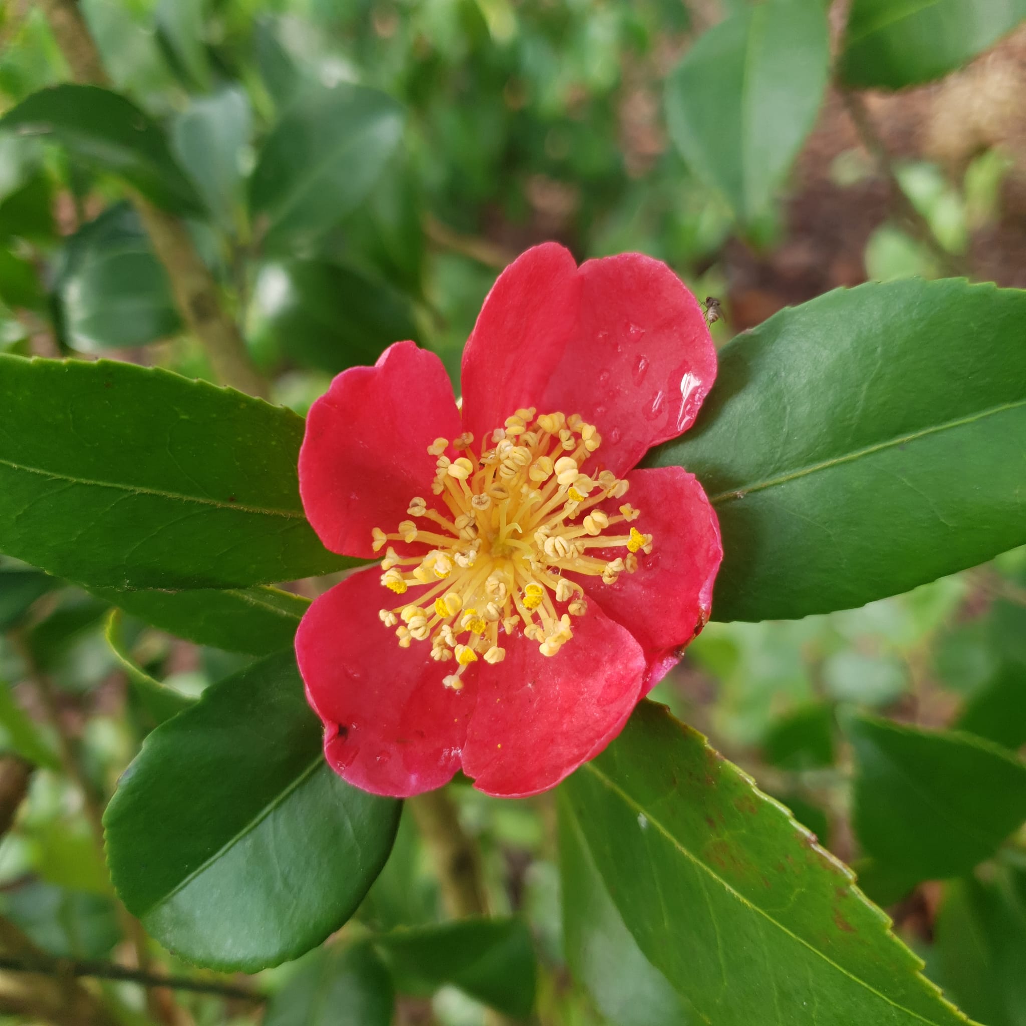 Fleur de Camélia C. Yuletide