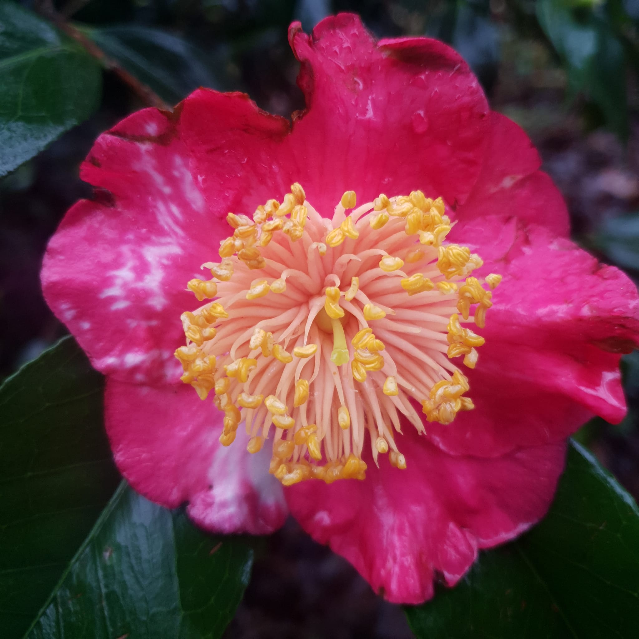 Fleur de Camélia Higo