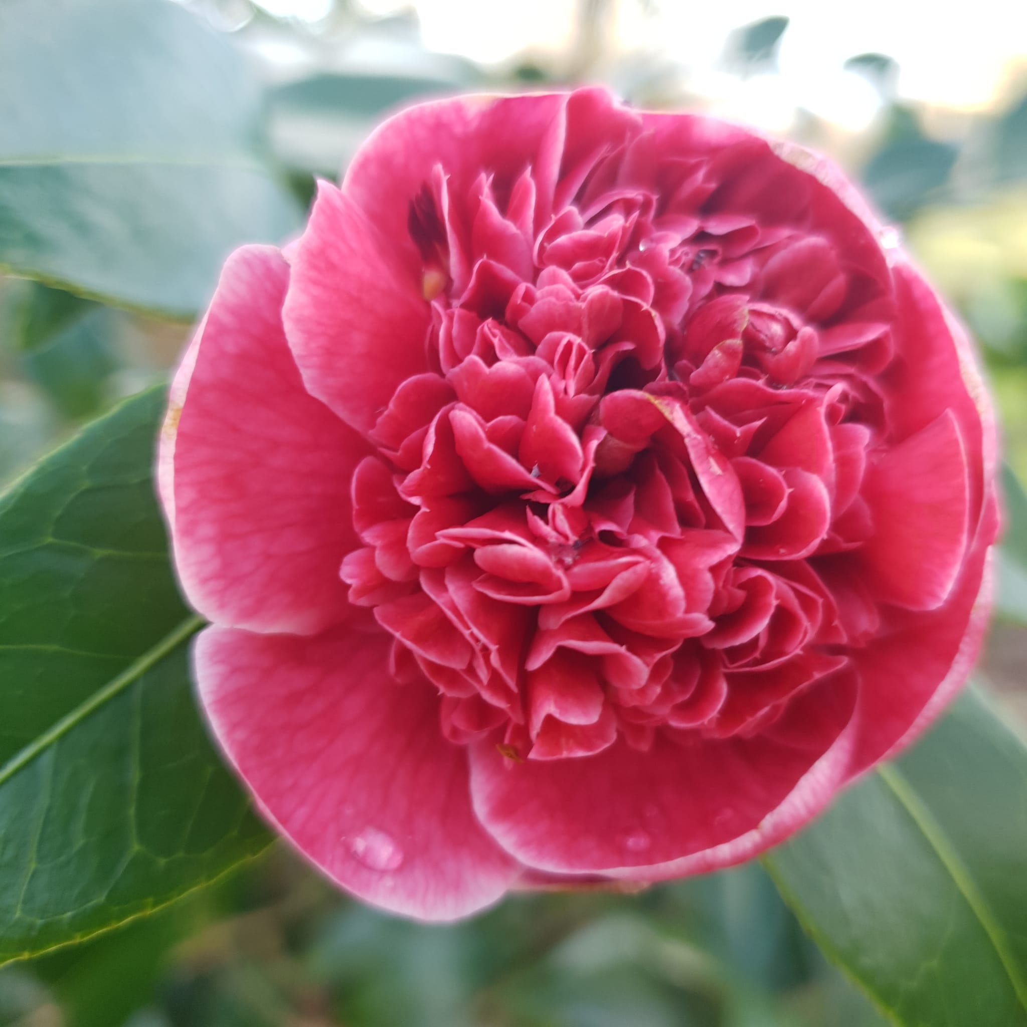 Fleur de Camélia Volunteer