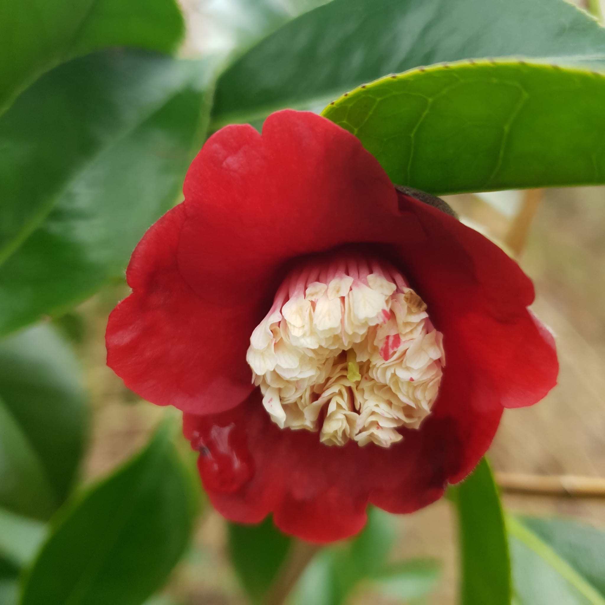 Fleur de Camélia Bokuhan