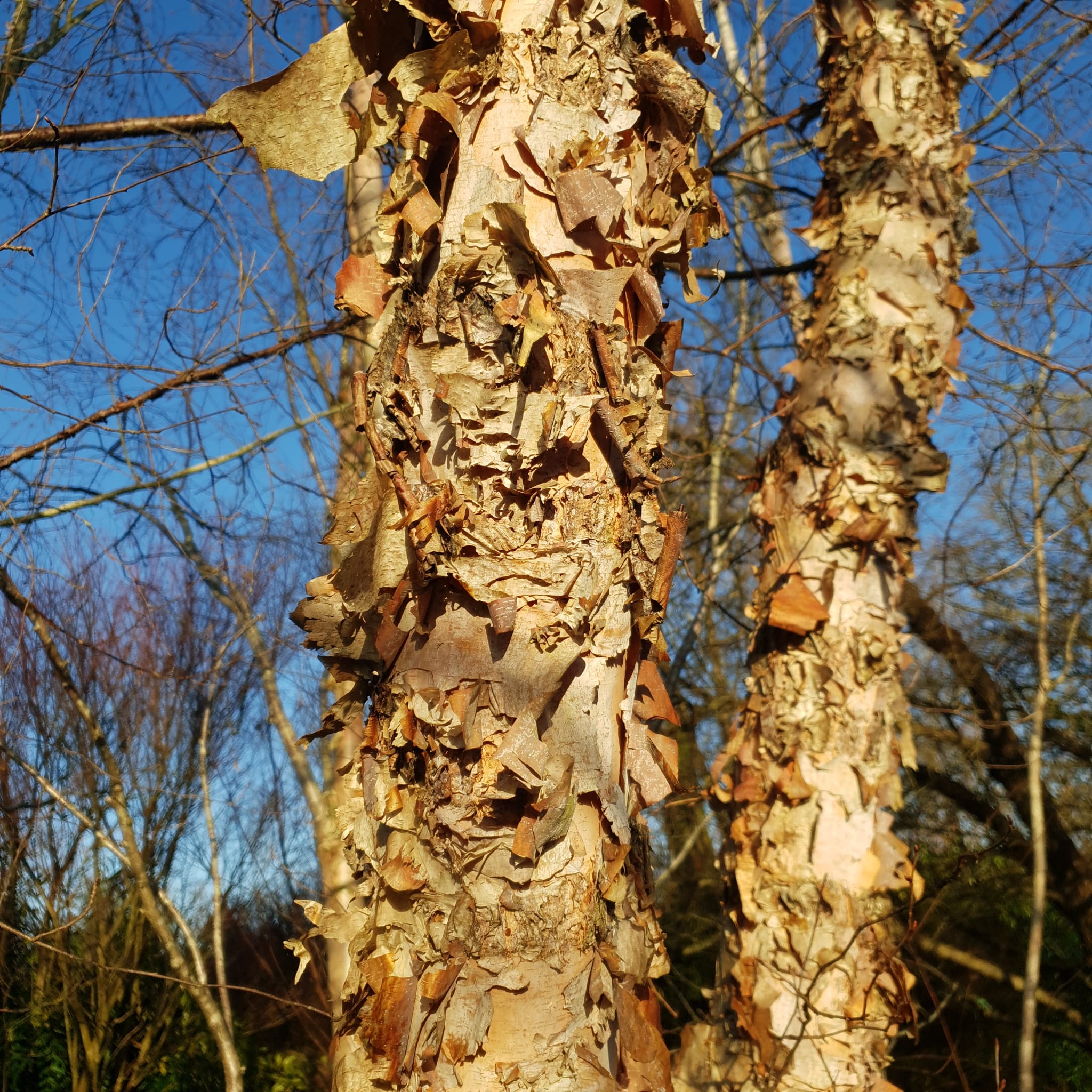 Écorce de bouleau